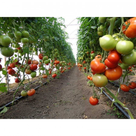 Seminte Rosii Mahitos F1 (100 seminte) de Tomate Nedeterminate Semitimpurii de tip beef de la Rijk Zwaan