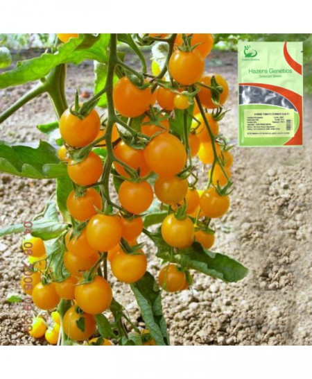 Summer Sun F1 (100 seminte) de rosii galbene tip ''cirese'', Hazera