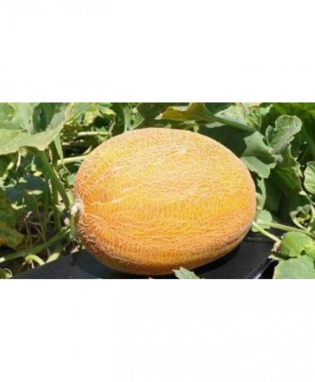 Timeos F1 (500 seminte) pepene galben tip Ananas, pulpa crem, Hazera