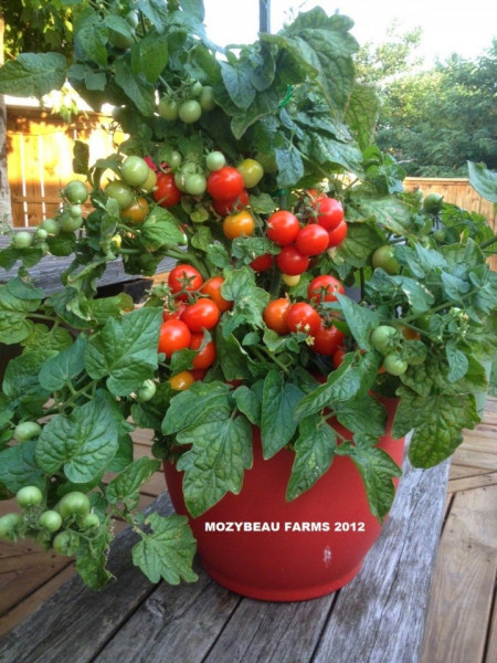 Tiny Tim (0.15 gr) seminte tomatele cherry Tiny Tim tip Cireasa