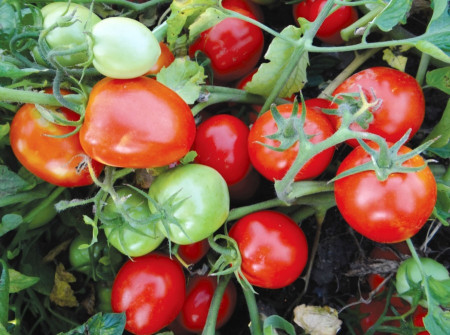 Tomate Mariuca - 5 gr - Seminte de rosii romanesti cu crestere determinat de la SCDL Buzau