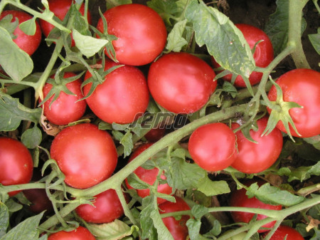TRITONEX seminte tomate (10000 sem) soi tomate de camp timpurii, fructe medii, uniforme, coacere concentrata, planta compacta si foarte productiva, Semo Cehia