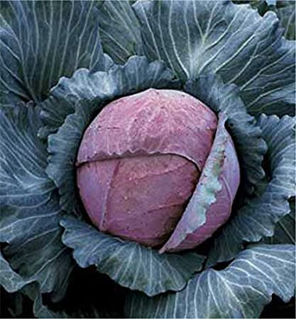 Varza Tete Noire (1 kg) seminte de varza rosie soi semitardiv, Agrosem