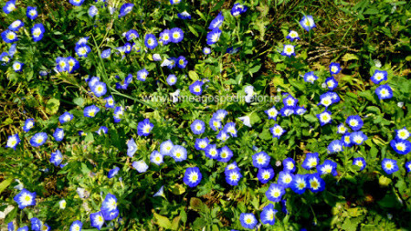 Zorele pitice albastre Ipomea (1 gr) seminte de flori planta anuala, Agrosem