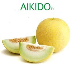 Aikido F1 (1000 seminte) de pepene galben cu fructe uniforme grele de pana la 2 kg rotunde cu pulpa alb-verzuie foarte dulce, Sakata