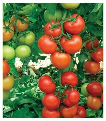Antalya Rn F1 (500 seminte) de tomate cu crestere nedeterminata ce prezinta productivitate si rezistenta ridicata, Yuksel