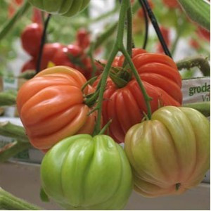 Arawak F1 (500 seminte) rosii crete cu crestere nedeterminata semitimpurii, Syngenta