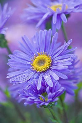 Aster albastru (0.5 gr) seminte de Ochiul Boului cu flori stelate ,colorate in albastru cu centrul galben, Agrosem