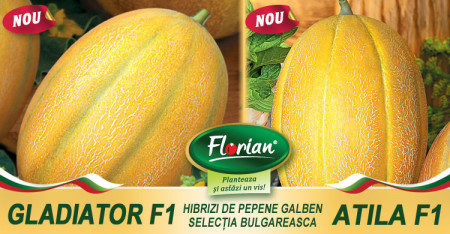 Atila F1 (600 seminte) pepene galben bulgaresc feliat, semi-timpuriu, pulpa crocanta, fruct 3 - 4 kg, Florian