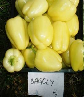 Bagoly F1 (250 seminte) de ardei gras tip Blocky cu fructe usor alungite pulpa deosebit de carnoasa cantarind aproximativ 150-190 de grame, Duna-R