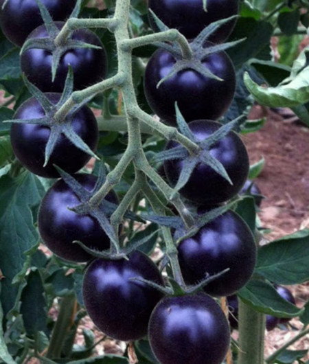 Blackball (30 seminte) rosii negre-indigo tip cherry, culoare negru intens indigo, rosii exotice, Chemyfarm