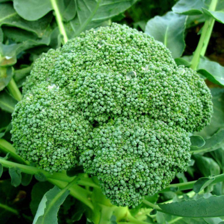 Broccoli Calabrese (500 seminte) broccoli soi timpuriu, pentru cultura in camp, Agrosem