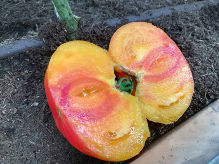 Buffalosun F1 (10 seminte) tomate galben-portocaliiÂ tip Ananas, cu dungi rosii, fructe de 350 - 400 gr, Clause