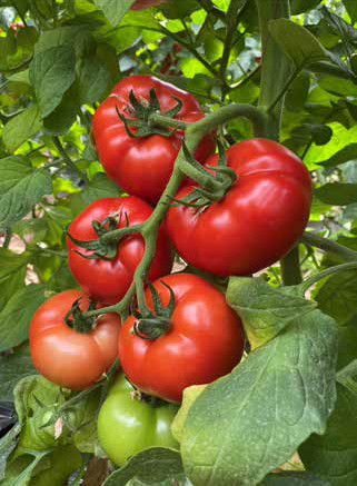 Canova F1 (250 seminte) tomate hibrid nedeterminat semi-timpuriu, ajunge la 200-250 gr, Clause