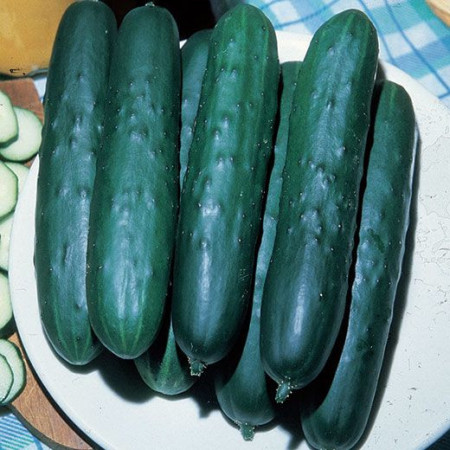 Castraveti Lungo Ortolani (60 seminte) de castraveti lungi de salata, Prima Sementi