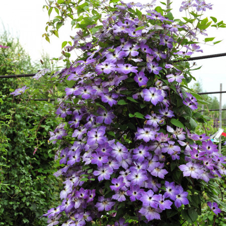 Clematite Cloudburst (1.5 m in ghiveci de 2 L) tufa ornamentala cataratoare Clematis, cu flori colorate in purpuriu intens si roz, in contrast cu centrul galben-pal