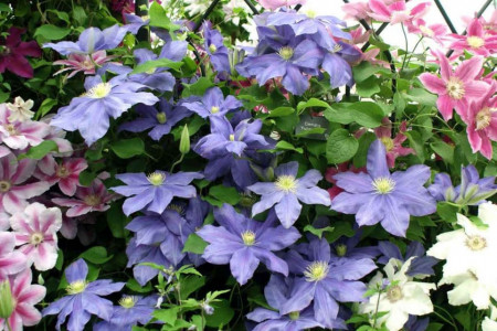 Clematite Fujimusume (1.5 m in ghiveci de 2 L), tufa ornamentala cataratoare Clematis, hibrid japonez cu flori incantatoare de culoare albastru luminos, cu stamine galbene in centru