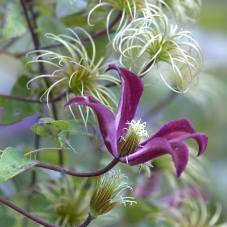 Clematite Gravetye Beauty (1.5 m in ghiveci de 2 L) tufa ornamentala cataratoare Clematis, cu flori deosebite in forma de crin, de culoare rosu profund si fructe pufoase decorative