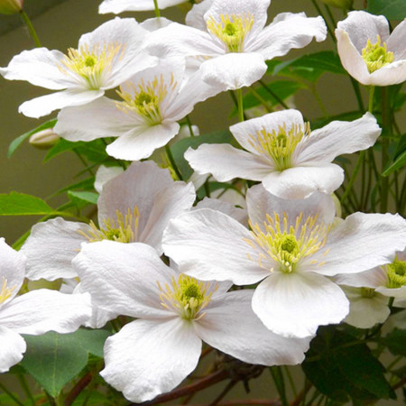 Clematite Marie Boisselot, tufa ornamentala cataratoare Clematis, cu flori mari, de un alb pur si stamine aurii , Yurta
