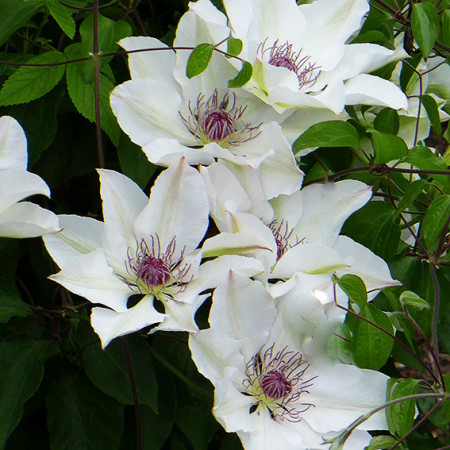 Clematite Matka Urszula Ledochowska (1.5 m in ghiveci de 2 L), tufa ornamentala cataratoare Clematis, hibrid foarte timpuriu cu flori superbe albe, cu stamine rosii