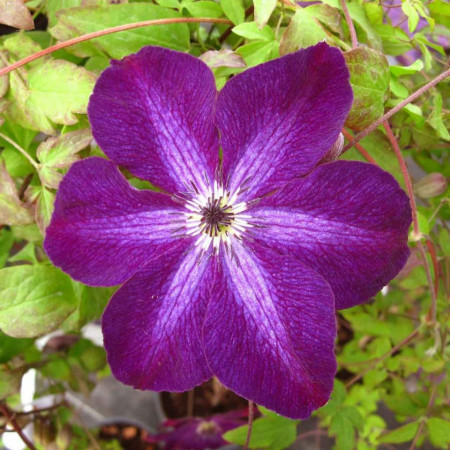 Clematite Night Veil (1.5 m in ghiveci de 2 L), tufa ornamentala cataratoare Clematis, hibrid japonez cu flori colorate in purpuriu-violet si alb