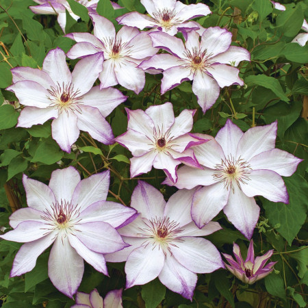 Clematite Omoshiro (1.5 m in ghiveci de 2 L), tufa ornamentala cataratoare Clematis, varietate japoneza cu flori mari, intr-o combinatie delicata de alb si roz