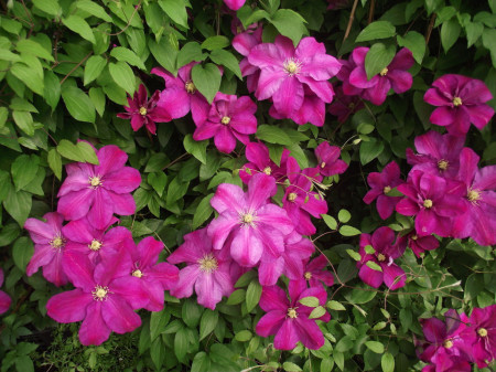 Clematite Sunset (ghiveci 2 L) cu flori mari, stelate, cu petale colorate intens in bordo si purpuriu, cu centrul auriu, planta cataratoare Clematis, Yurta