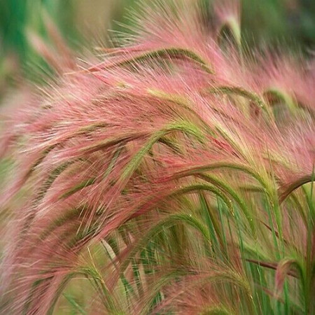 Coada Vulpii (Hordeum Jubatum Foxtail Barley 0.15 gr de seminte) de iarba decorativa cu axile violet-argintii, Laktofol