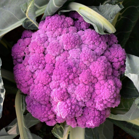 Conopida Sicily Purple (300 seminte) conopida mov pentru consum proaspat, Agrosem