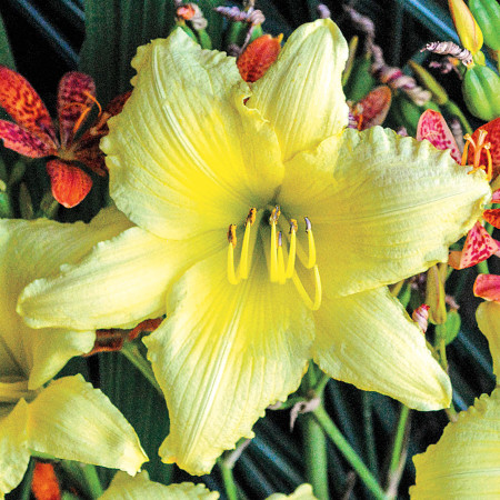 Crin Hemerocallis Big Time Happy (ghiveci 1,5 L), crin de o zi cu flori mari, gofrate, galben luminos