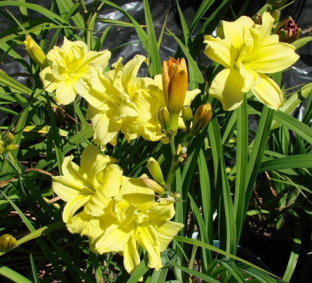 Crin Hemerocallis Double River Wye (ghiveci 1,5 L), crin de o zi cu flori mari, gofrate, batute, culoare galben cremos