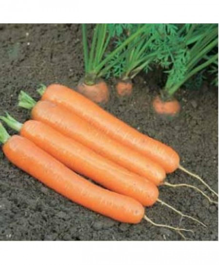 Dordogne F1 (100.000 seminte) morcovi tip Nantes rosu intens camp deschis, Syngenta