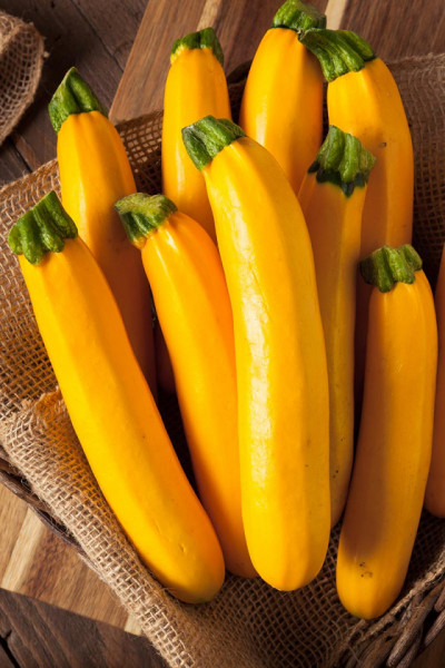 Dovlecel Golden Zucchini F1 (14 seminte) hibrid timpuriu zucchini galben, Agrosem