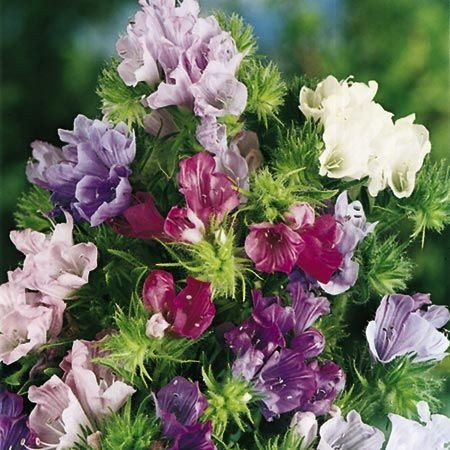 Echium - Seminte Flori Echium Planta Anuala de la Florian