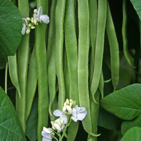 Fasole Pastai Pitica Gina (40 gr) Seminte de Fasole Pastai Pitica Neteda si verde