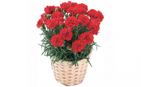 Garoafe Chabaud rosii (0.2 gr) seminte de garoafe rosii, cu flori mari, Agrosem