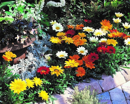Gazania mix (0.1 gr) seminte de plante anuale cu flori superbe, divers colorate, Agrosem