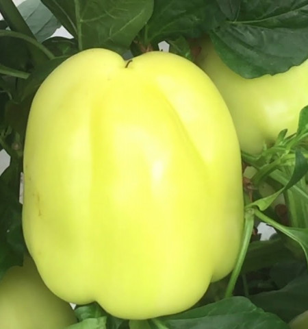 Getic (50 semintele) Ardei Gras Getic Soi Timpuriu Romanesc Tip Dolma Foarte Productiv de la 4 Agro
