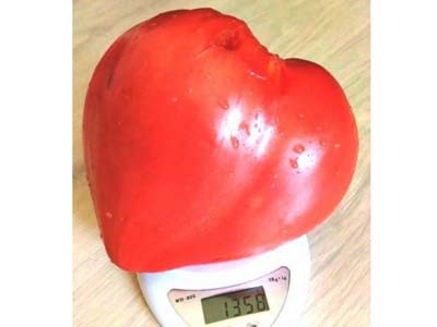 Gigant Inima de Bivol Rosu Bulgaresc (0.2 gr) seminte de rosii ce ajung peste 1 kg, Opal