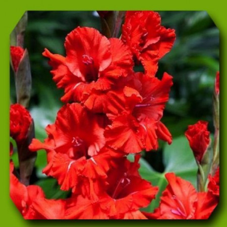 Gladiole Fire Ruffle (7 bulbi), gladiole cu flori mari, bogate, de culoare rosu stralucitor, bulbi de flori