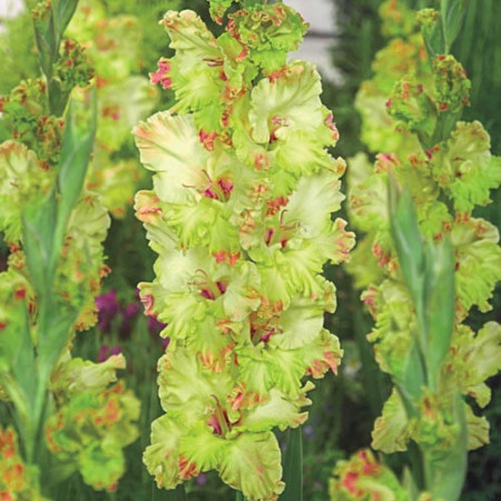 Gladiole Kiev (7 bulbi), gladiole cu flori mari, gofrate, intr-o culoare rara de verde deschis-crem si atingeri de roz, bulbi de flori