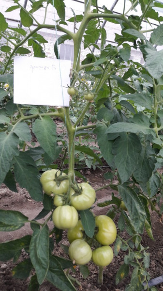 Gramada F1 (0.2 gr) seminte tomate hibrid nou bulgaresc nedeterminat semitimpuriu