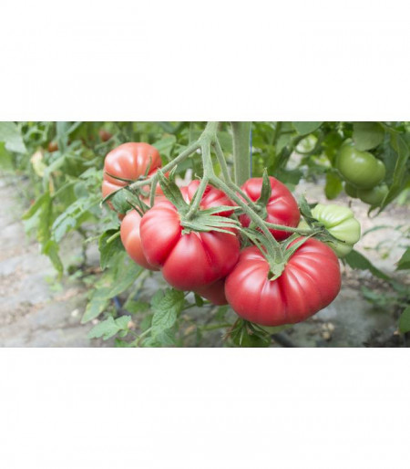 HB 101153 F1 tip Monterosa (250 seminte), seminte tomate roz nedeterminate, Fito Semillas