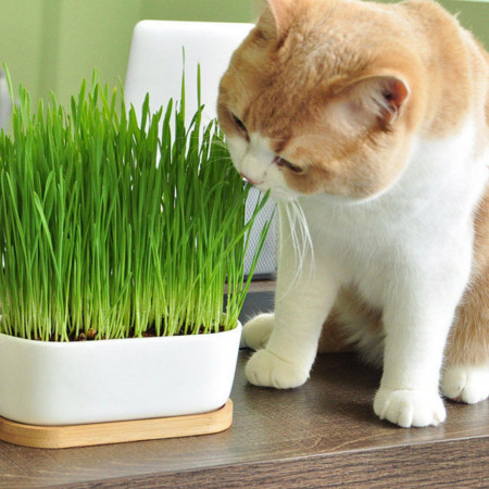 Iarba pentru pisici (0.5 gr) seminte amestec de iarba cu vitamine si saruri minerale pentru pisici, Amia