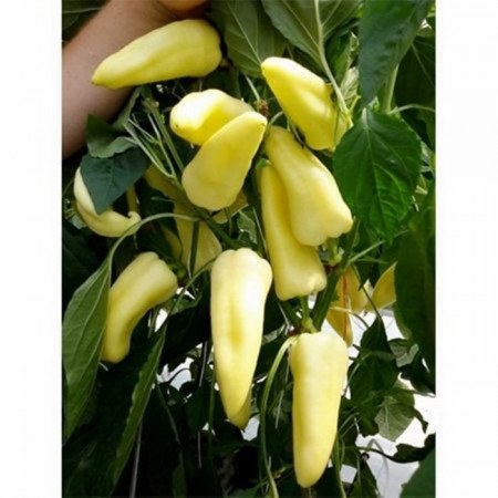 Kabar F1 (250 seminte) de ardei gras conic destinat culturii fortate cu fructe dulci si pulpa groasa ce poate fi produs in orice perioada a anului avand productie consistenta, Duna-R