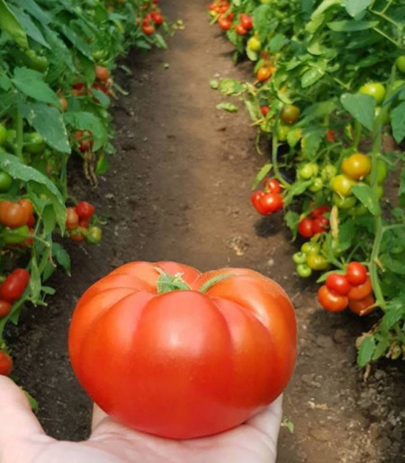 Kingset F1 - 500 sem - Seminte rosii nedeterminat productii timpurii ridicate fructe costate usor aplatizate Syngenta