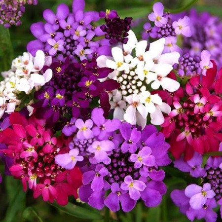 Lilicele (1 g), seminte de flori anuale parfumate Iberis umbellata, colorate in alb, roz si violet, Opal