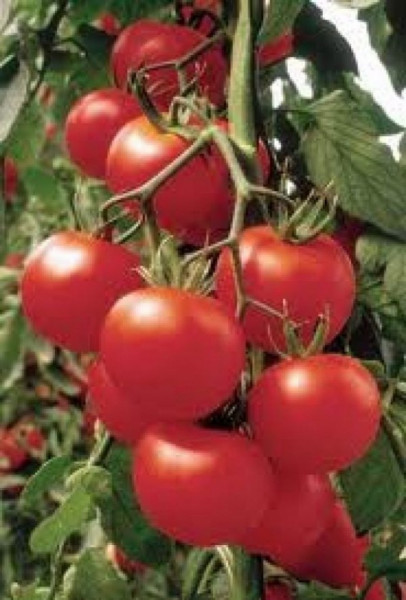 Lilos F1 (1000 seminte) tomate cu fructe ferme uniforme de culoare rosu intens avand o greutate cuprinsa intre 140-200 grame/fruct ce rezista bine la transport si pastrare, Rijk Zwaan