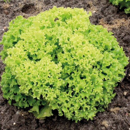 Lollo Bionda (4500 seminte) salata baby leaf cu frunze mici pentru salata, creata soi timpuriu, Agrosel