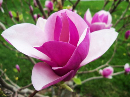 Magnolie Cameo (ghiveci 3 L) deosebit de atractiva flori formate din petale in nuante de roz